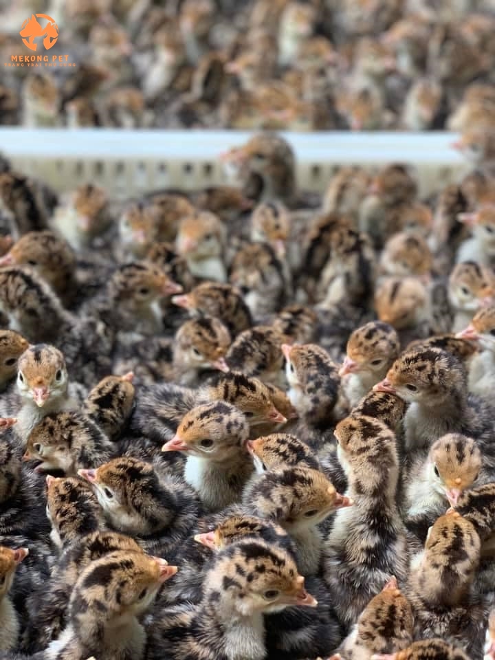 Hướng Dẫn Cách Phân Biệt Gà Tây (gà Lôi) Với Gà Công Nghiệp (gà Ai Cập)